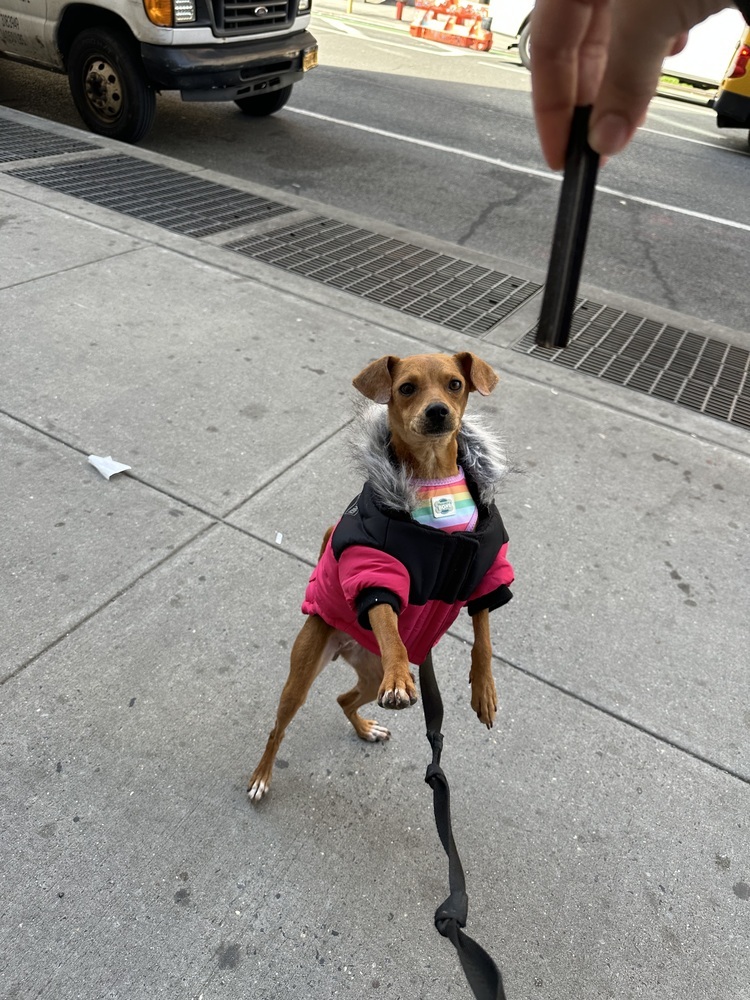 Canela