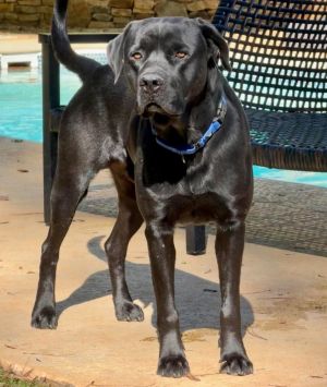 Meet Banks Banks was found wandering the countryside along with his sister in a very rural area of 