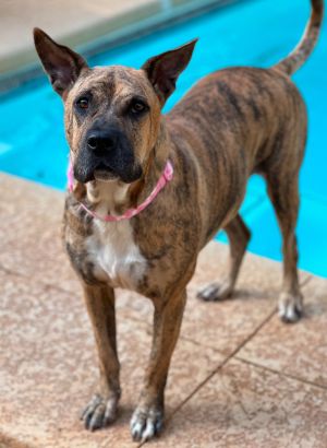 Meet Winnie Winnie is another one of our babies who was found just wandering around a rural area in