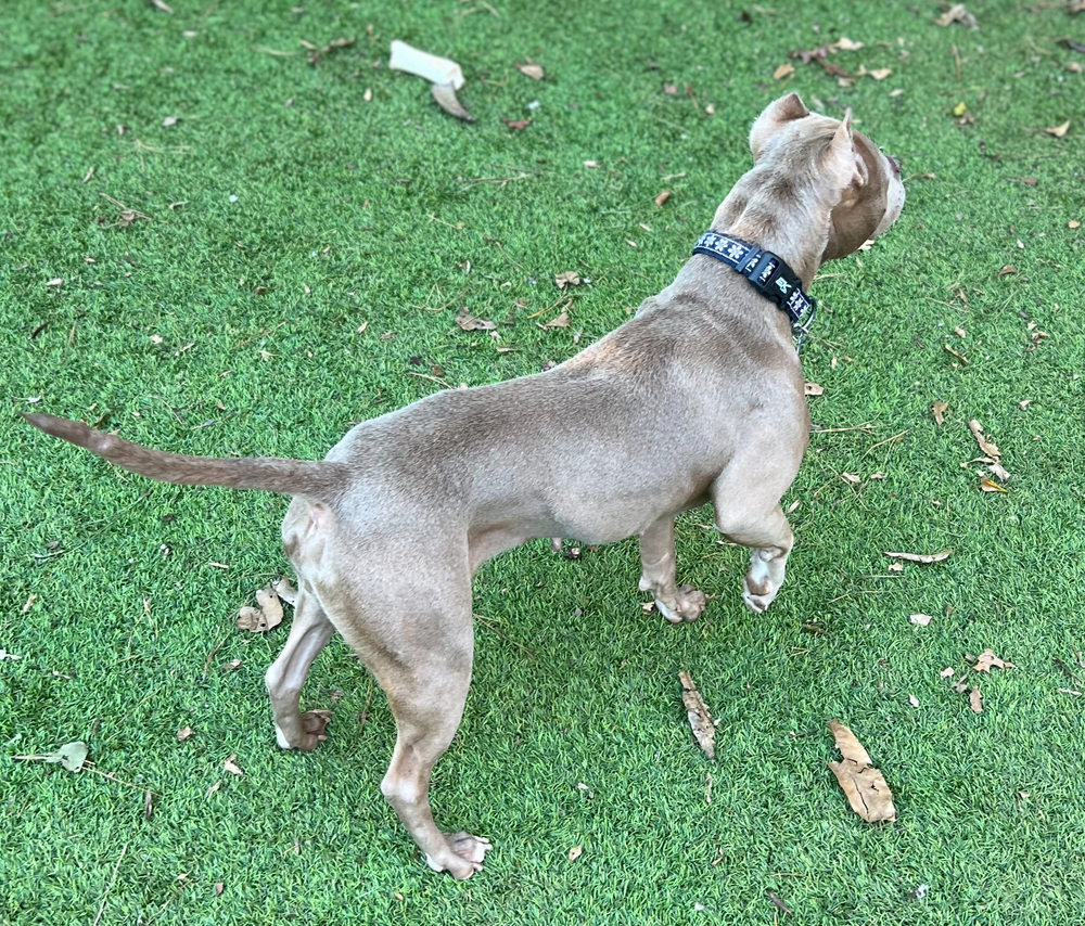 Mocha