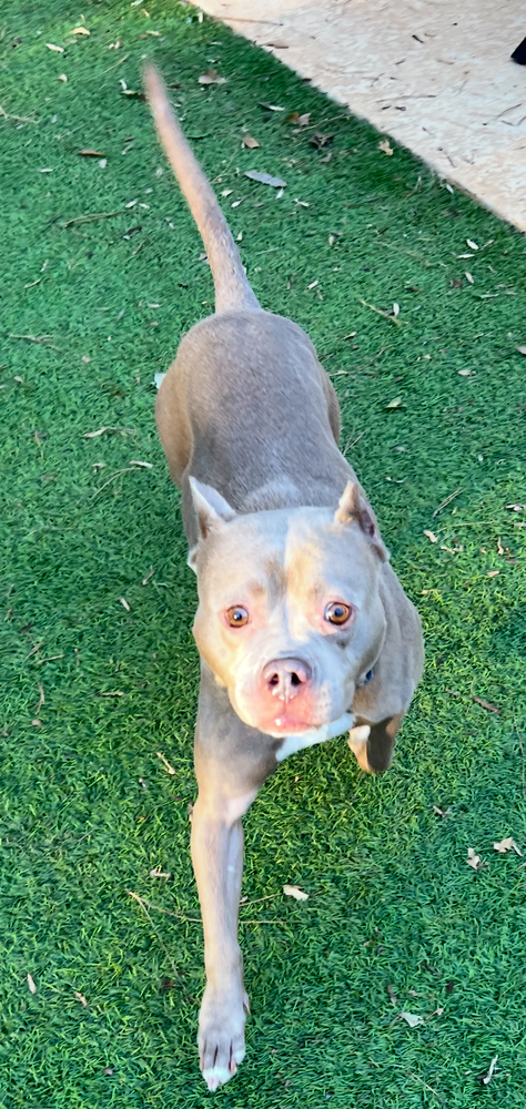Mocha