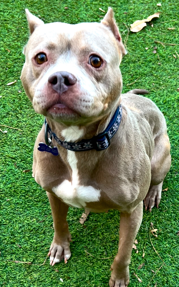 Mocha