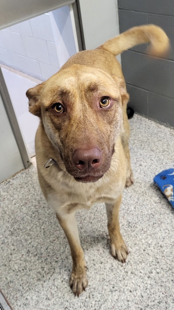 Bobby, an adoptable Shepherd in Medford, WI, 54451 | Photo Image 1