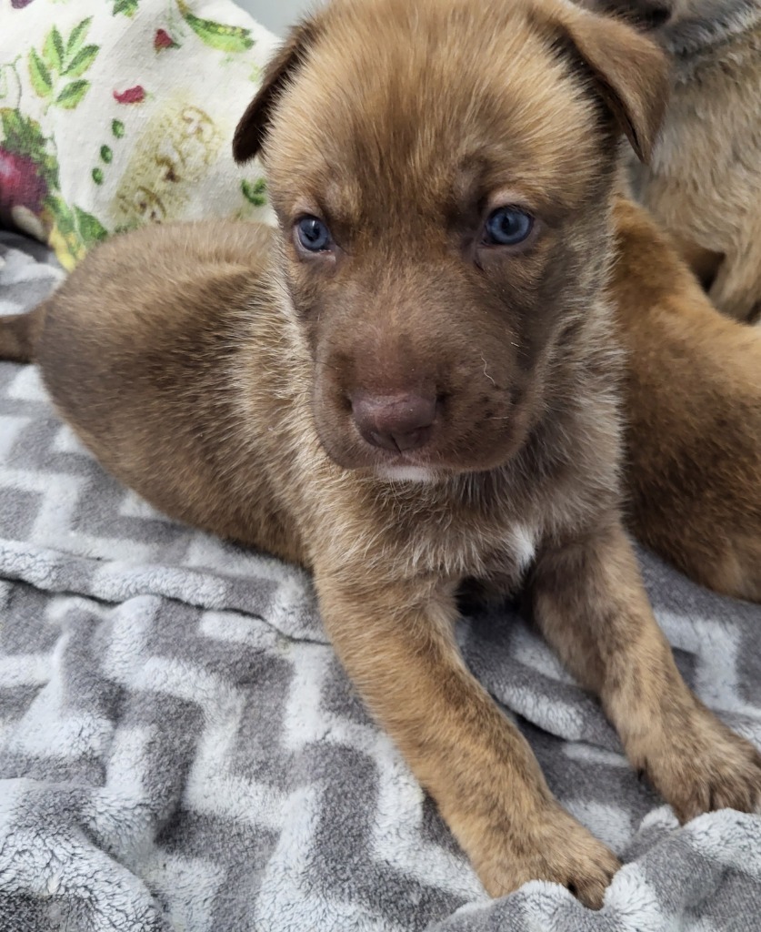 Bobby, an adoptable Shepherd in Medford, WI, 54451 | Photo Image 2