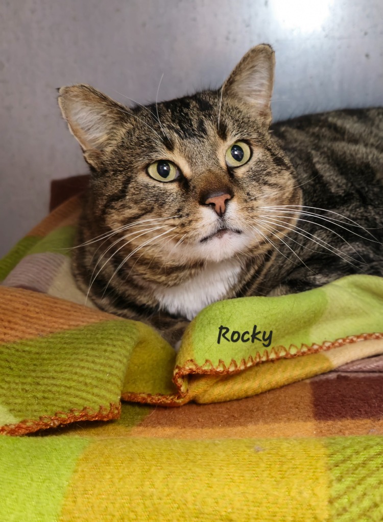 Rocky