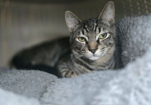 Jason, Baby Male Domestic Short Hair