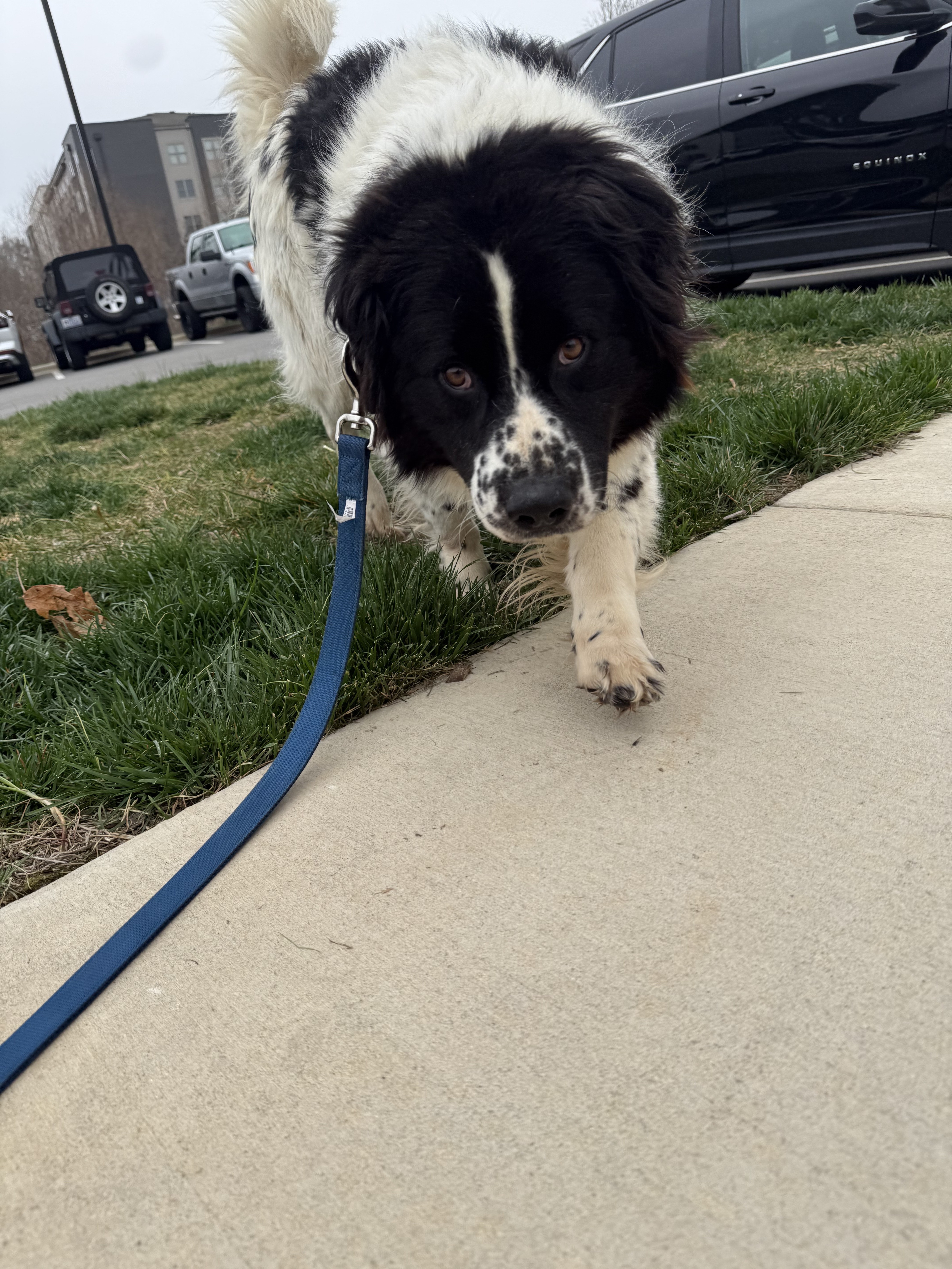 Samson