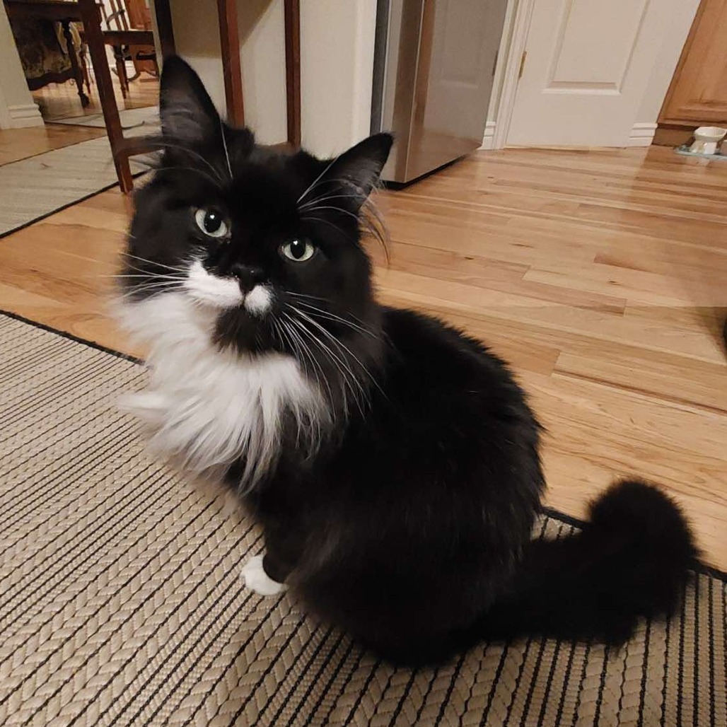 Bon Jove, an adoptable Domestic Long Hair in Nampa, ID, 83686 | Photo Image 1