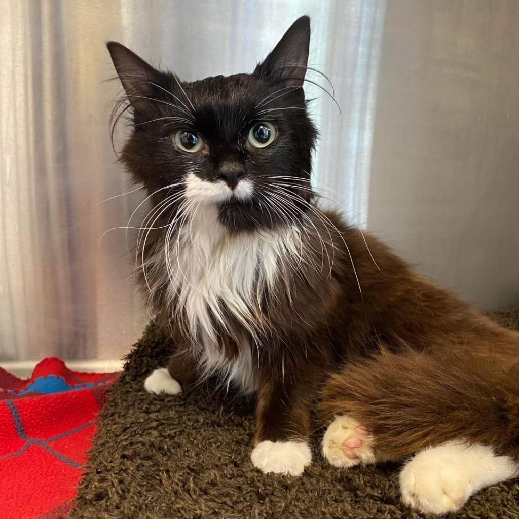 Bon Jove, an adoptable Domestic Long Hair in Nampa, ID, 83686 | Photo Image 2