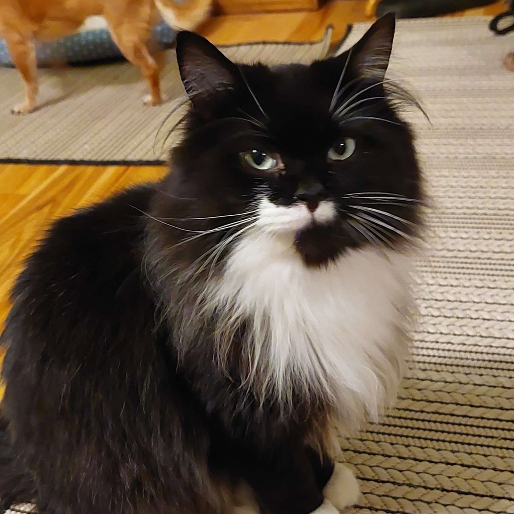 Bon Jove, an adoptable Domestic Long Hair in Nampa, ID, 83686 | Photo Image 3