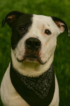 Lloyd, Adult Male Pit Bull Terrier