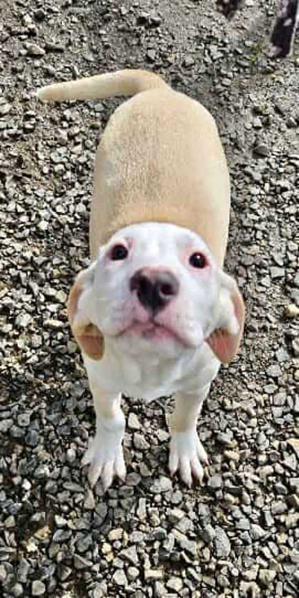 Daisie