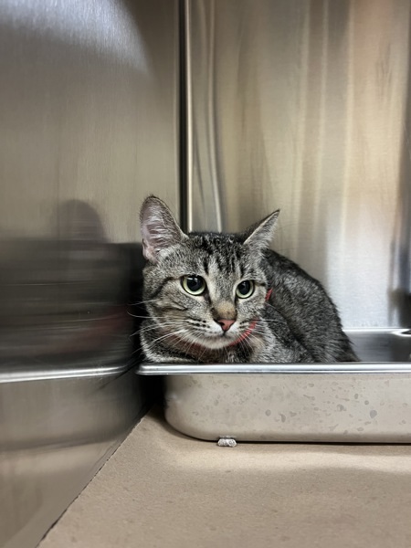 Stripey, an adoptable Domestic Short Hair in Kennewick, WA, 99336 | Photo Image 1
