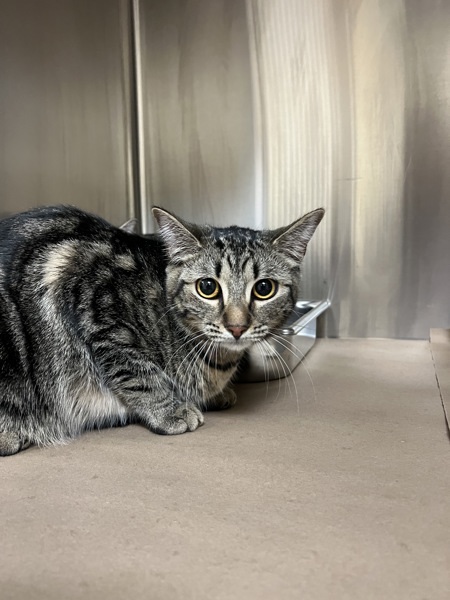 Smudge, an adoptable Domestic Short Hair in Kennewick, WA, 99336 | Photo Image 1