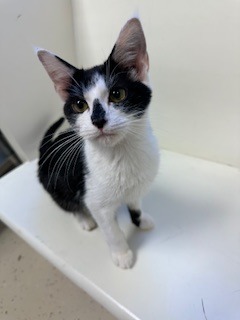 Cosmo