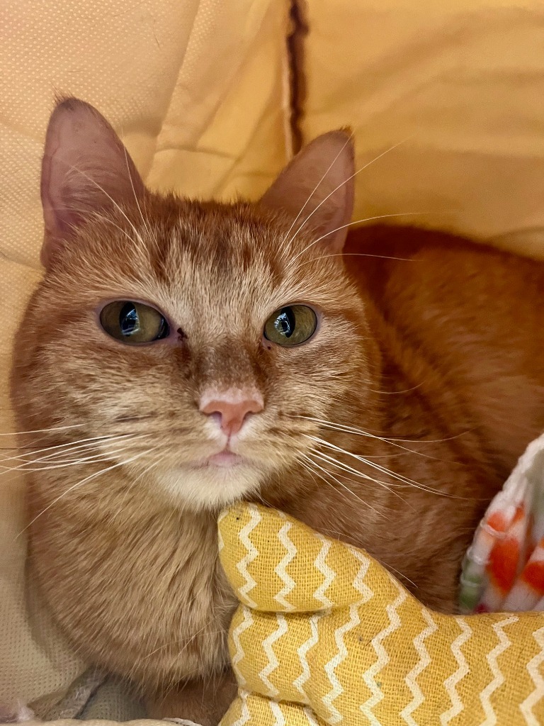 Dahlia, an adoptable Domestic Short Hair in Tulsa, OK, 74112 | Photo Image 1