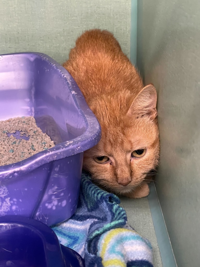 Dahlia, an adoptable Domestic Short Hair in Tulsa, OK, 74112 | Photo Image 2