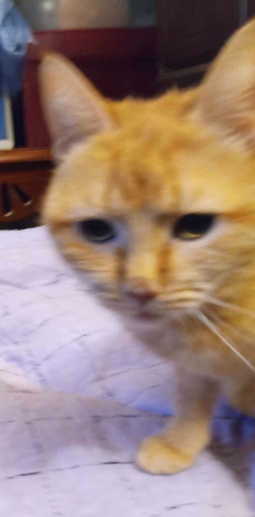 Dahlia, an adoptable Domestic Short Hair in Tulsa, OK, 74112 | Photo Image 3