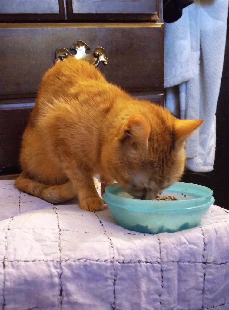 Dahlia, an adoptable Domestic Short Hair in Tulsa, OK, 74112 | Photo Image 4