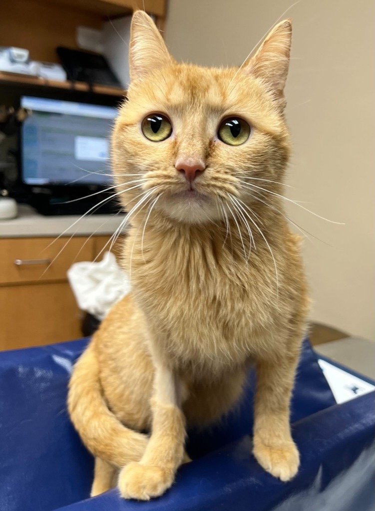 Dahlia, an adoptable Domestic Short Hair in Tulsa, OK, 74112 | Photo Image 5