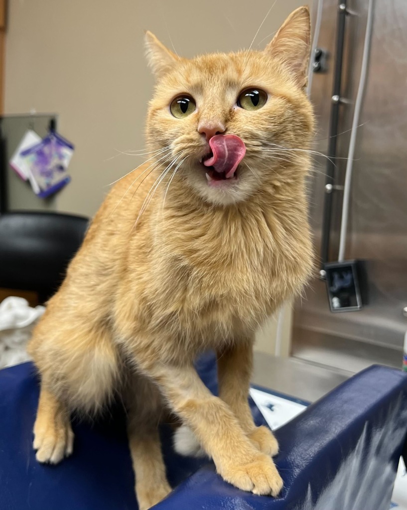 Dahlia, an adoptable Domestic Short Hair in Tulsa, OK, 74112 | Photo Image 6