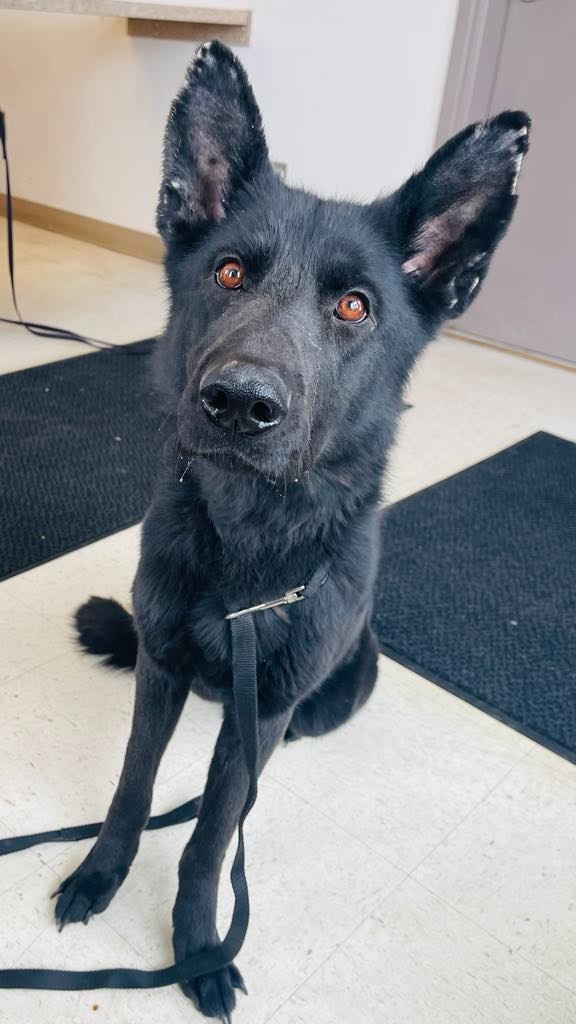 Kota, an adoptable Shepherd in Green River, WY, 82935 | Photo Image 1