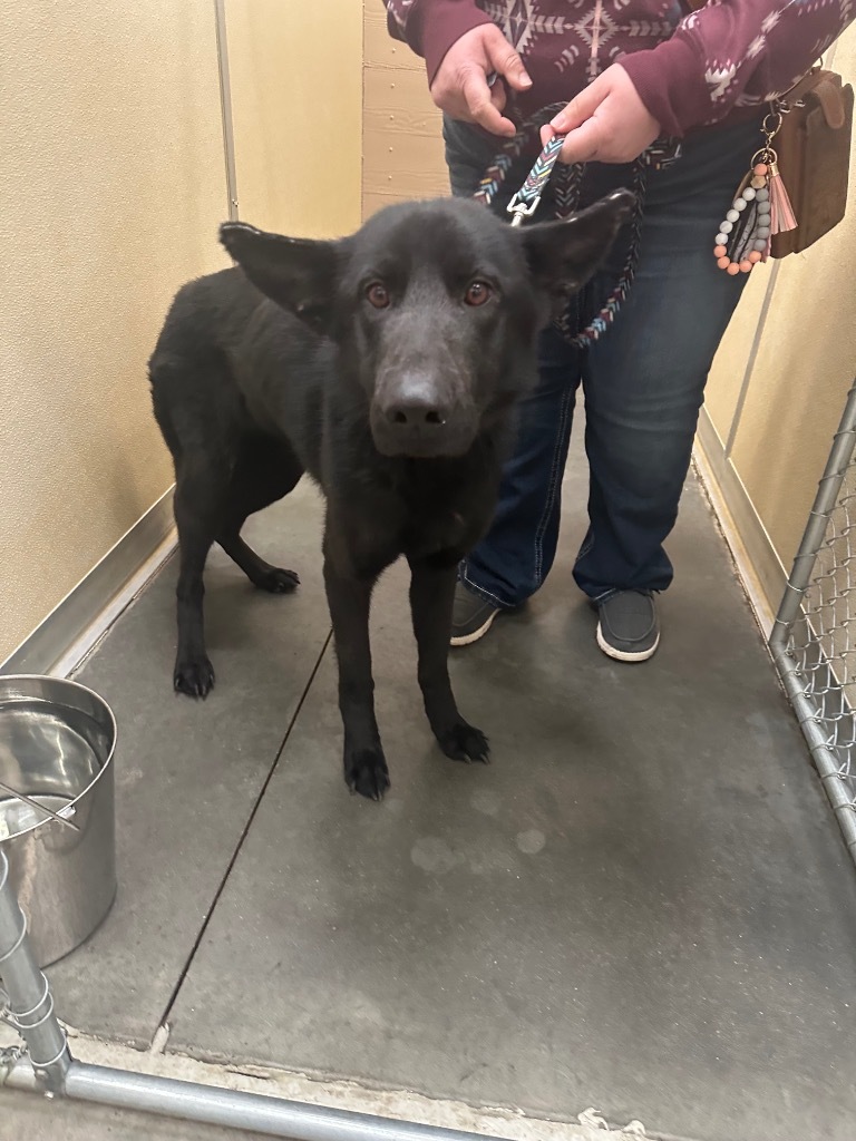 Kota, an adoptable Shepherd in Green River, WY, 82935 | Photo Image 2