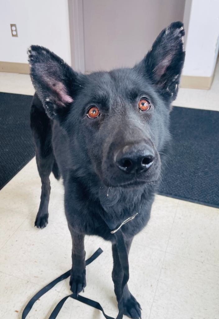 Kota, an adoptable Shepherd in Green River, WY, 82935 | Photo Image 3