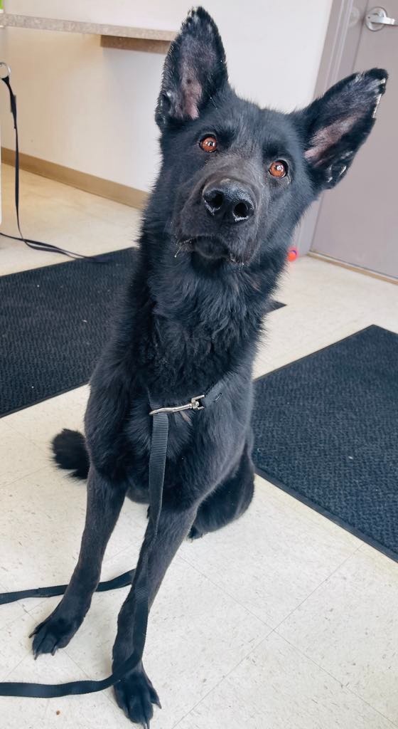 Kota, an adoptable Shepherd in Green River, WY, 82935 | Photo Image 4