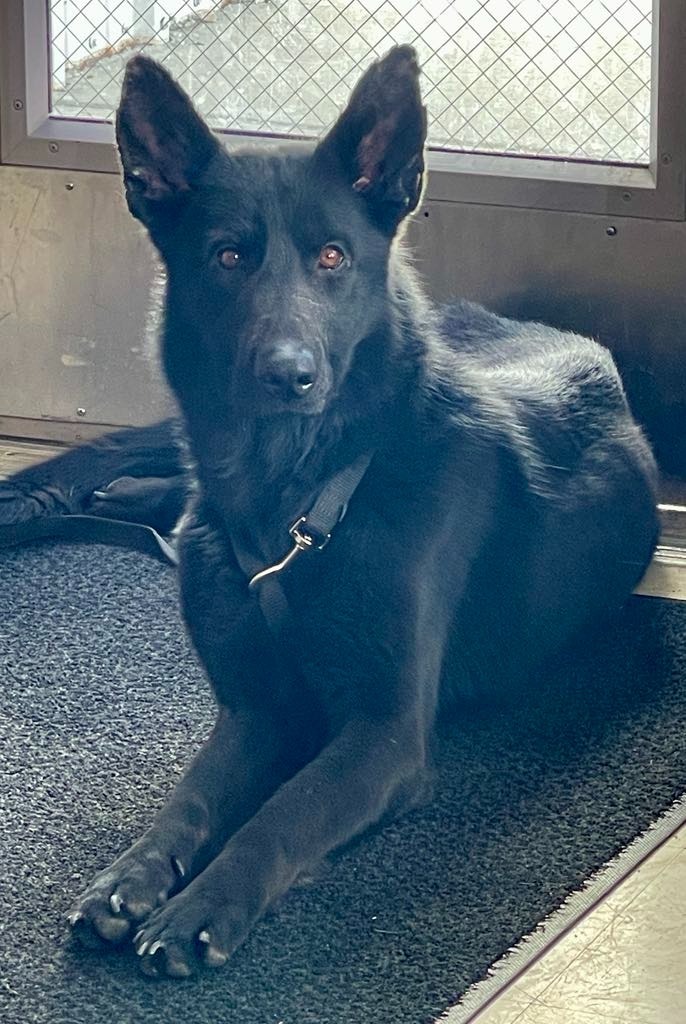 Kota, an adoptable Shepherd in Green River, WY, 82935 | Photo Image 5