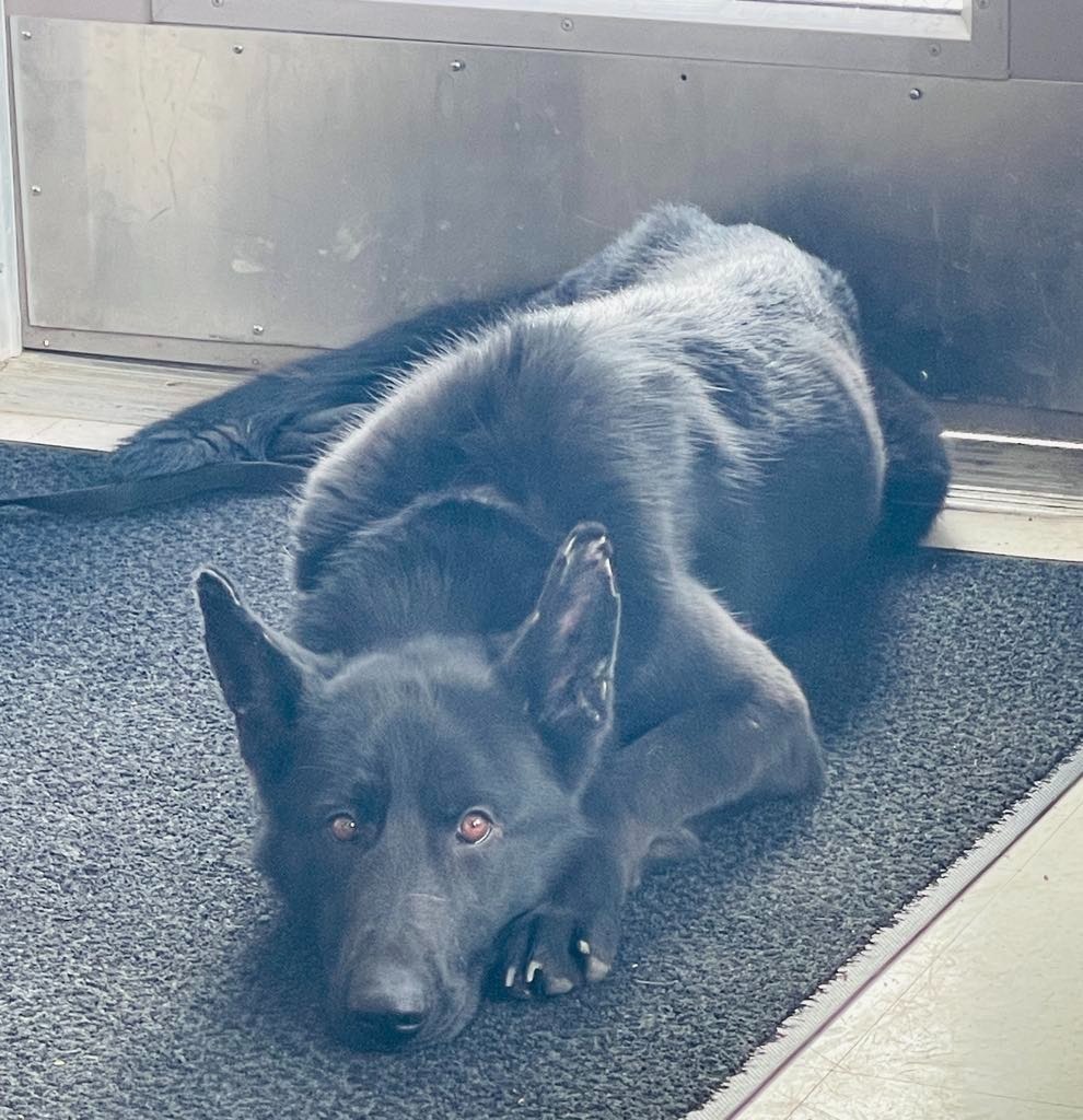 Kota, an adoptable Shepherd in Green River, WY, 82935 | Photo Image 6