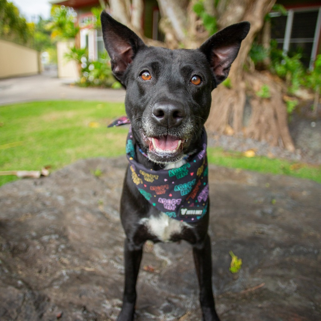 Indy, an adoptable Mixed Breed in Kailua Kona, HI, 96740 | Photo Image 1