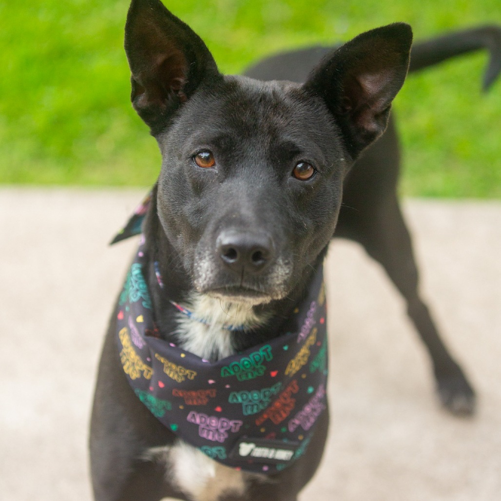 Indy, an adoptable Mixed Breed in Kailua Kona, HI, 96740 | Photo Image 2