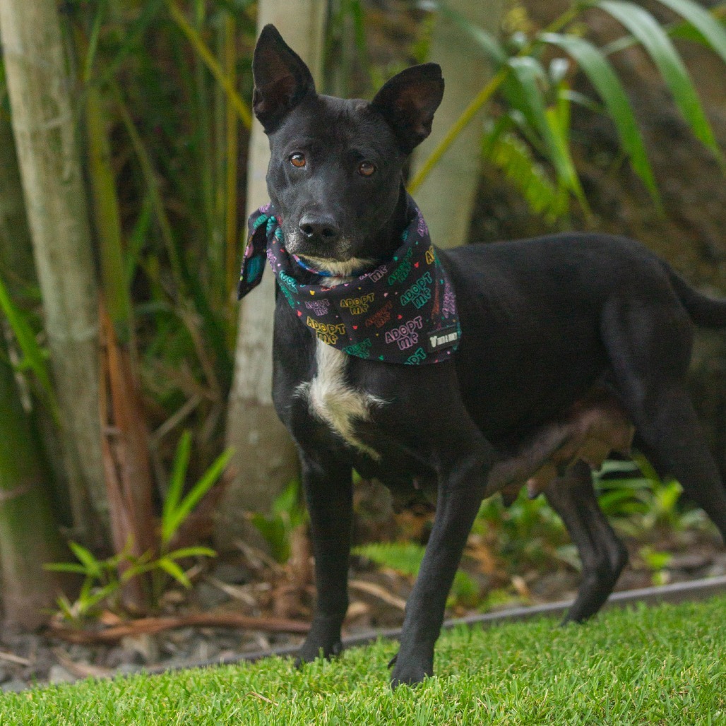 Indy, an adoptable Mixed Breed in Kailua Kona, HI, 96740 | Photo Image 3