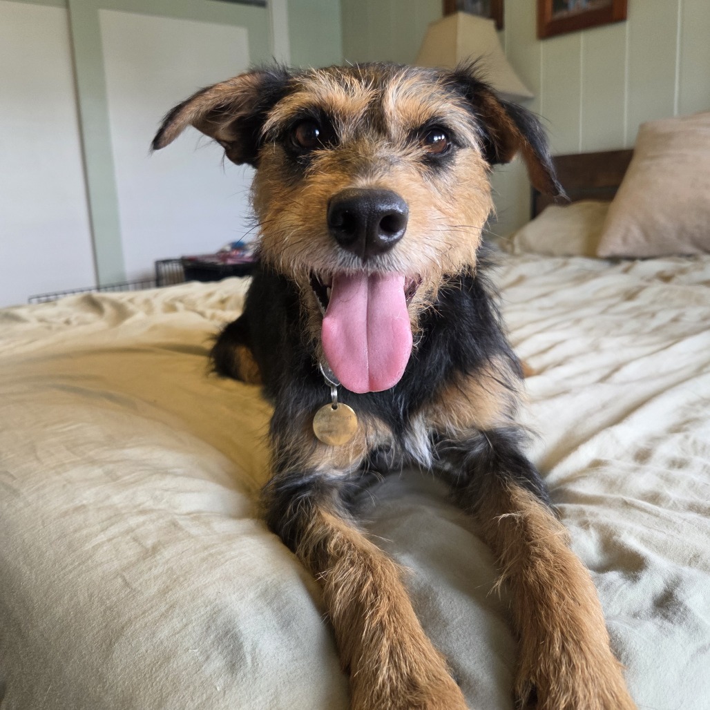 Maggie, an adoptable Mixed Breed in Kailua Kona, HI, 96740 | Photo Image 1