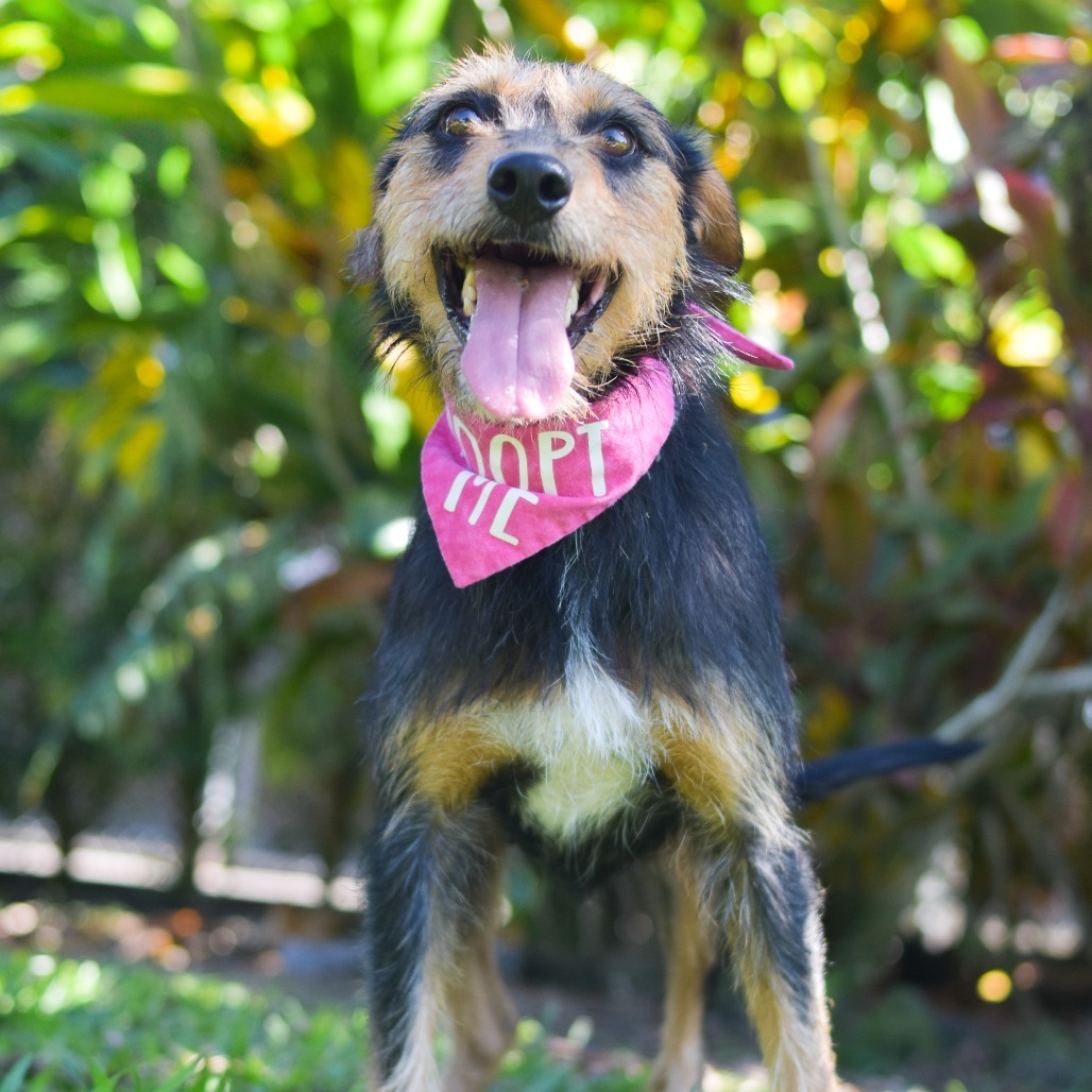 Maggie, an adoptable Mixed Breed in Kailua Kona, HI, 96740 | Photo Image 2