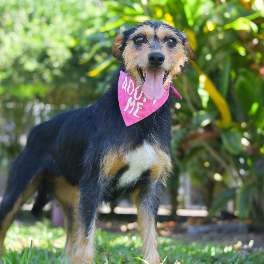 Maggie, an adoptable Mixed Breed in Kailua Kona, HI, 96740 | Photo Image 3