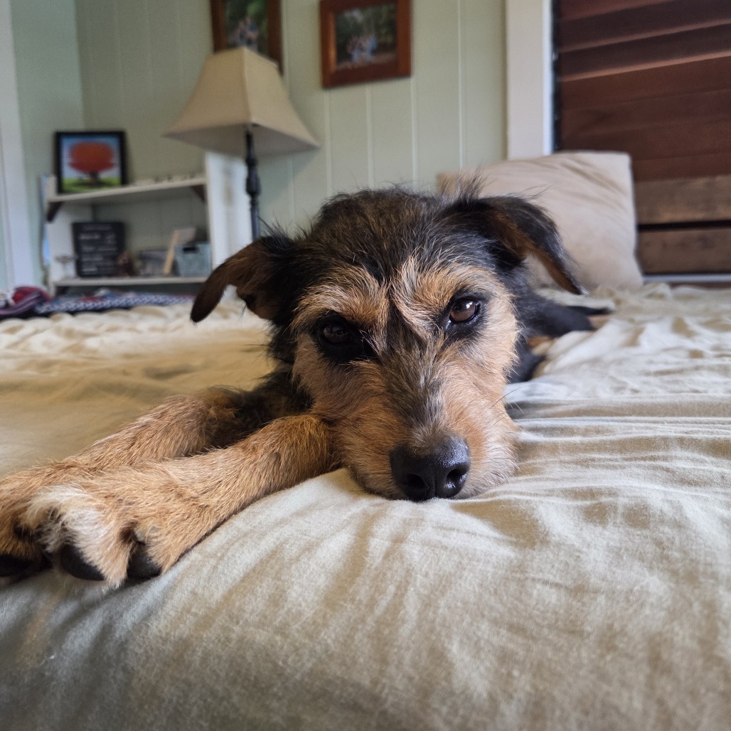 Maggie, an adoptable Mixed Breed in Kailua Kona, HI, 96740 | Photo Image 6