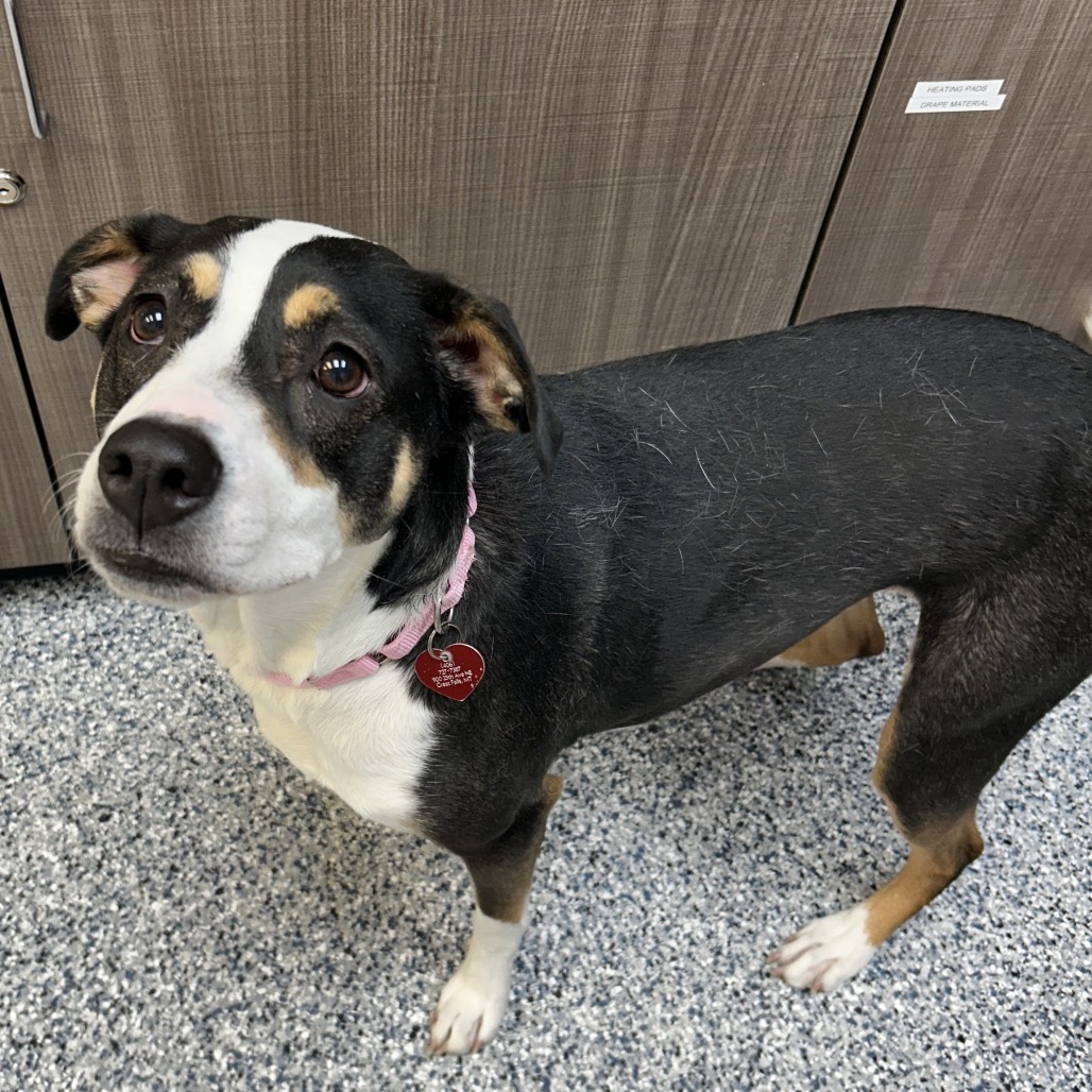 Lilly, an adoptable Mixed Breed in Great Falls, MT, 59404 | Photo Image 1