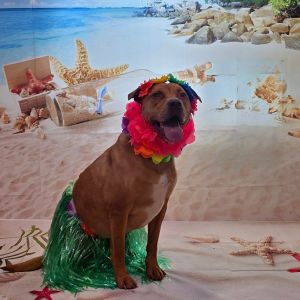 Ginny, Adult Female Catahoula Leopard Dog