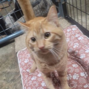 Solo, Young Male Domestic Short Hair
