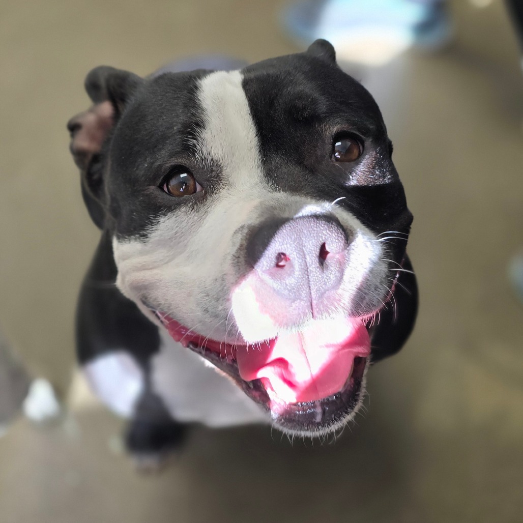 Chimichanga