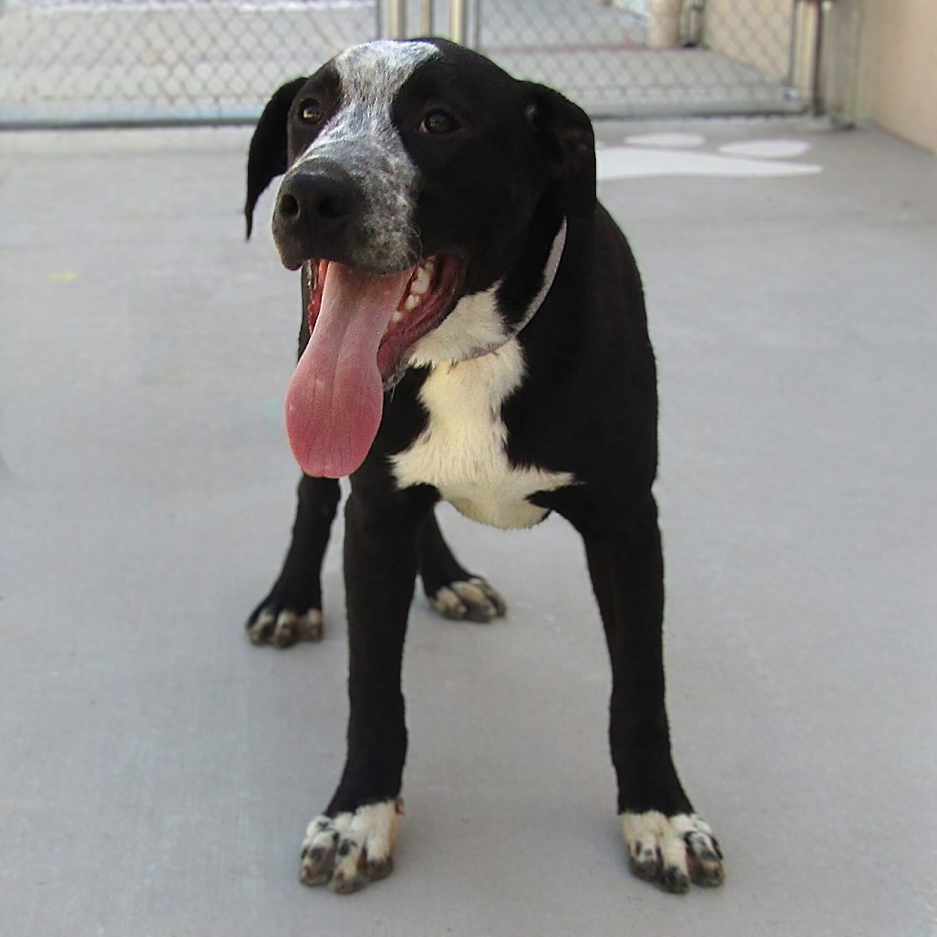 Adventureful, an adoptable Mixed Breed in Las Cruces, NM, 88012 | Photo Image 1
