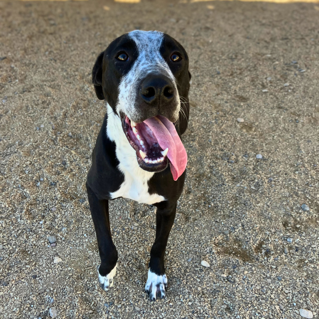 Adventureful, an adoptable Mixed Breed in Las Cruces, NM, 88012 | Photo Image 1