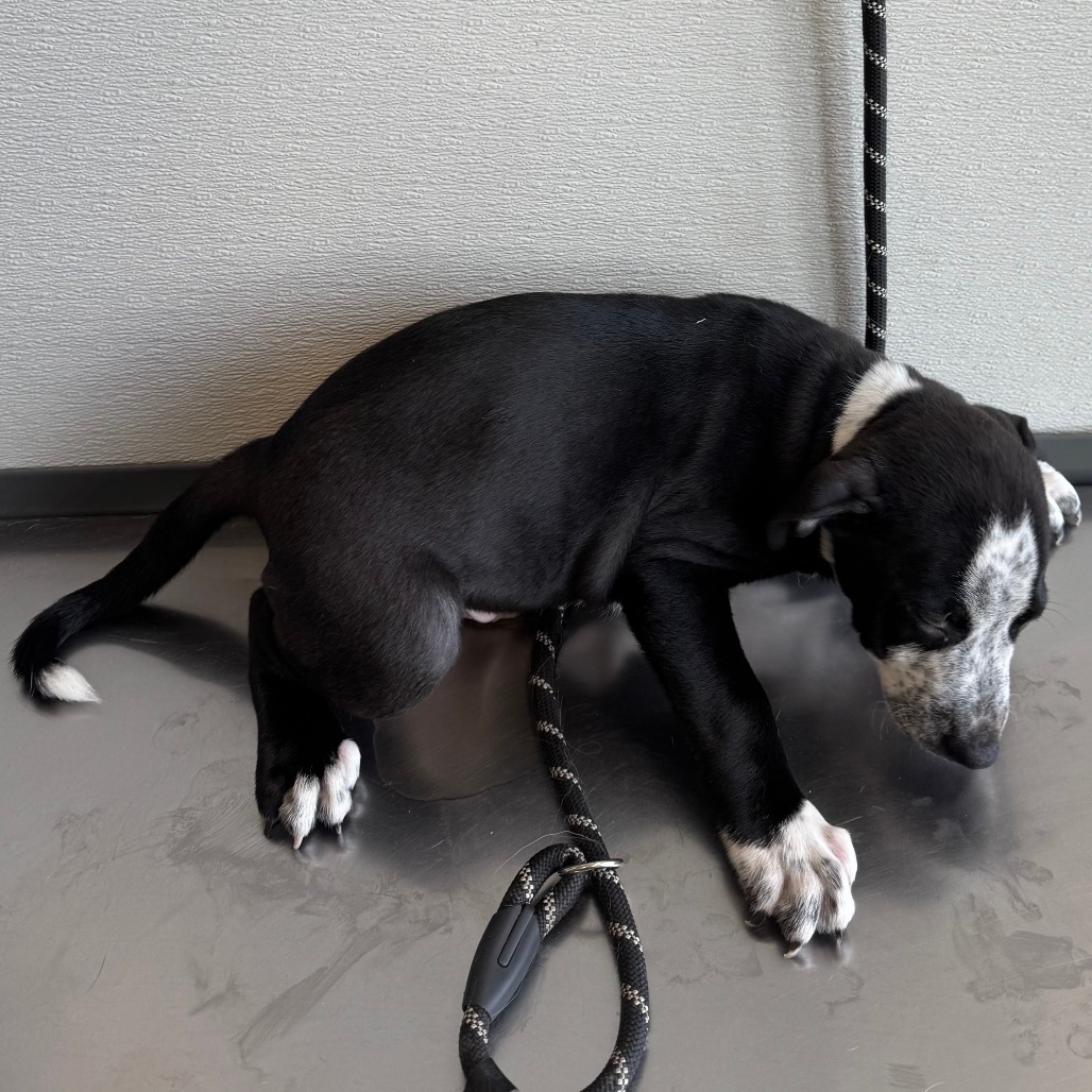 Adventureful, an adoptable Mixed Breed in Las Cruces, NM, 88012 | Photo Image 2