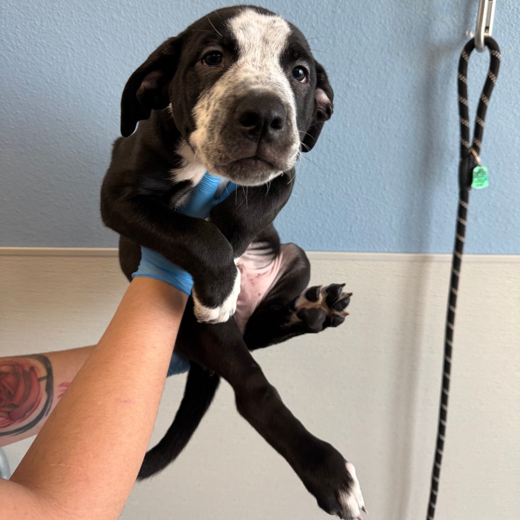 Finn, an adoptable Mixed Breed in Las Cruces, NM, 88012 | Photo Image 3