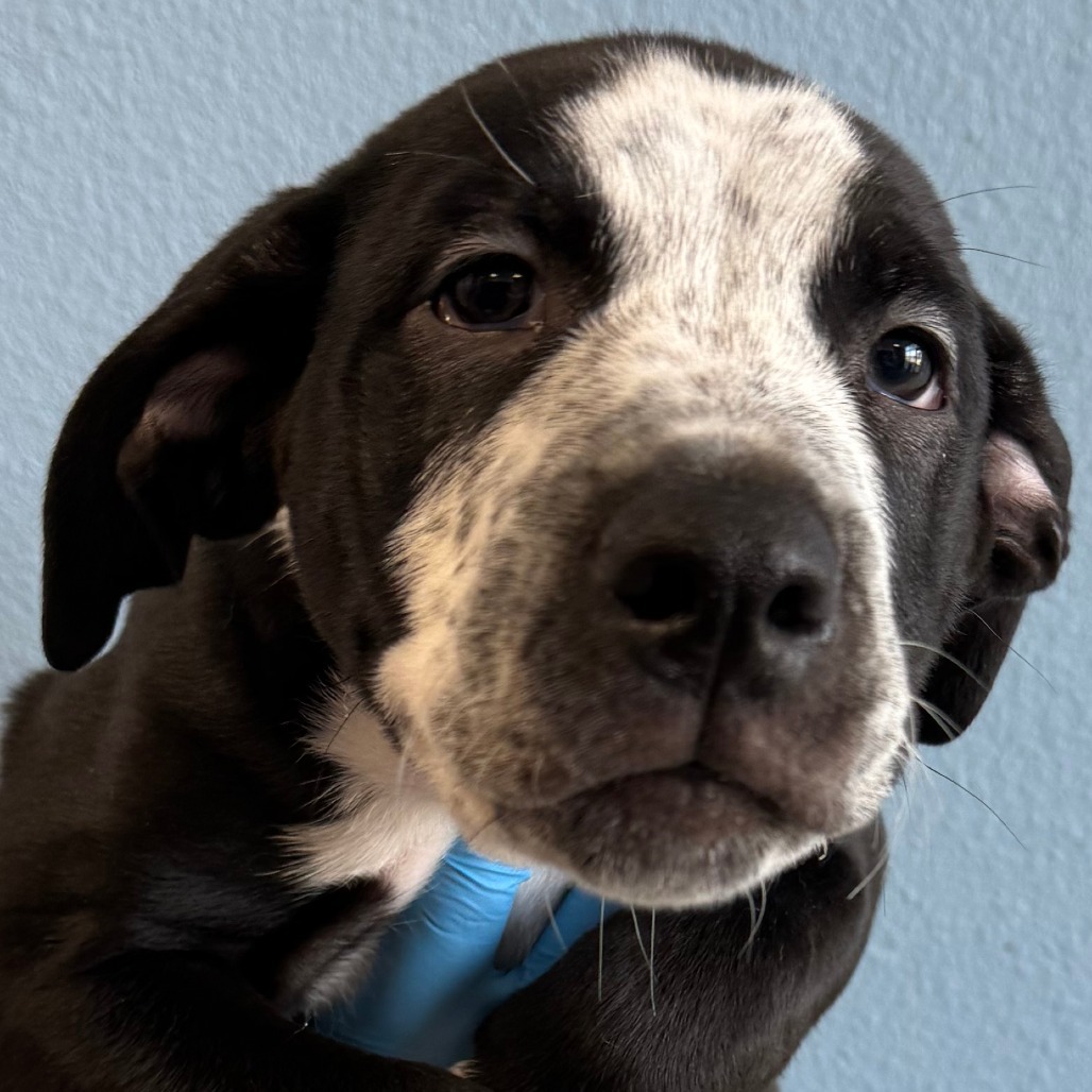 Adventureful, an adoptable Mixed Breed in Las Cruces, NM, 88012 | Photo Image 4