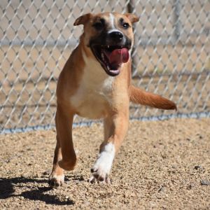 Rama, Young Male Mixed Breed