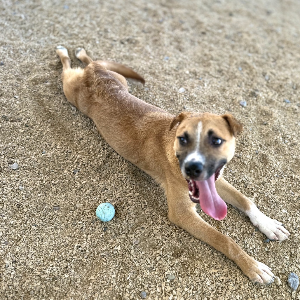 Rama, an adoptable Mixed Breed in Las Cruces, NM, 88012 | Photo Image 2