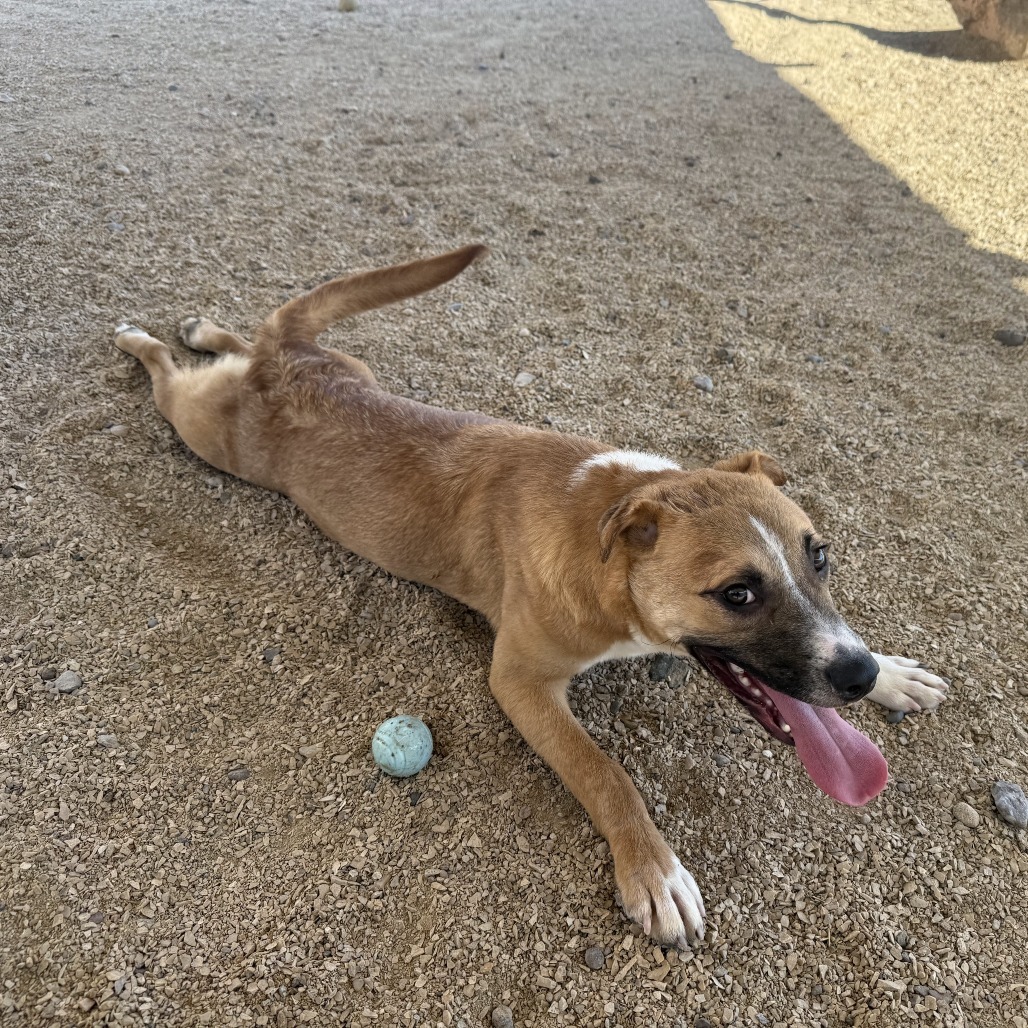 Rama, an adoptable Mixed Breed in Las Cruces, NM, 88012 | Photo Image 3